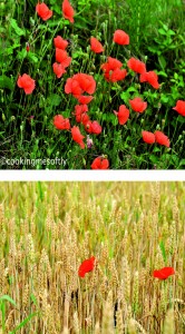 Composizione papaveri con scrittaffff